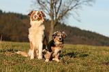 BERGER AUSTRALIEN - ADULT & PUPPY 087